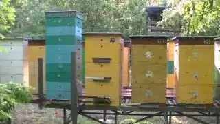 Акация 2016 год