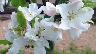 Яблони цветут! Apple trees bloom!