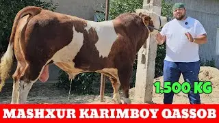 MASHXUR KARIMBOY QASSOB 1500 TONNALIK SIMENTAL BUQALARI DO‘STIMIZDAN ZO‘R GAPLAR ☎️993002111