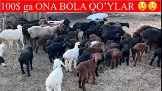 Tovuqni puliga qo’y berishyapti Arzonchi ukalarimiz 500 mingdan qo’ylar keldi😎