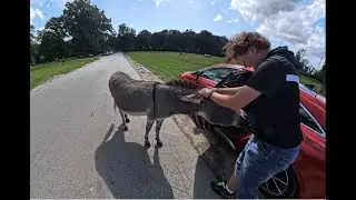 Fahrt durch den Knuthenborg  Safaripark in Dänemark (4K).