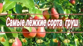 Топ-5. Лёжкие сорта груш