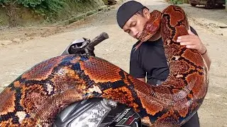 Damn Nature You Scary | Rare & Scary Animal Encounters 😱