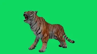 Тигр рычит-Футаж-TIGR 2022-green screen effects