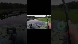 Здесь рыба водится всякая 
