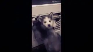The Walking Dead: Puppy Edition With Sound
