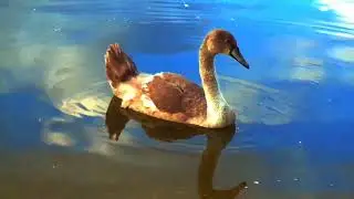 Swan in Water l Free Stock Footage | No Copyright Videos | Download Link Decription !