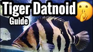 Tiger Datnoid Care & Tank Size
