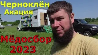 Мёдосбор Черноклён ( Татарник, пакальник) и Акация.