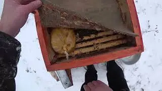 Ревизия пчёл. Подкормка мёдом.