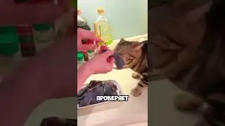 Ваш кот на самом деле защитник!  