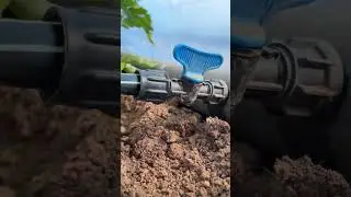 Высадка рассады в закрытый грунт.