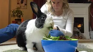 Rabbit brushing attempt!