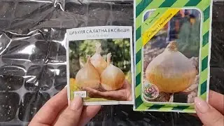 Самый крупный лук - почему не растёт? Лук 