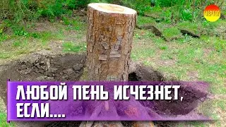 How to remove stump. How to remove stump from sawing