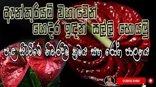 ගෙදර ඉදන් සල්ලි හොයන්න ඇන්තූරියම් වගා කරමු|How to grow anthurium plants #anthurium #anthuriumwagawa