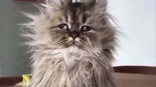 Какое сегодня число?