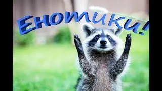 Еноты и другие наши друзья. Funny animals.