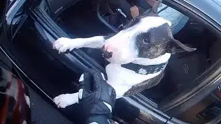 BIKERS ARE AWESOME 2019 | Helping People & Animals