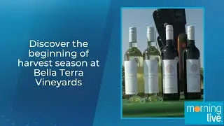Discover the beginning of harvest season at Bella Terra Vineyards