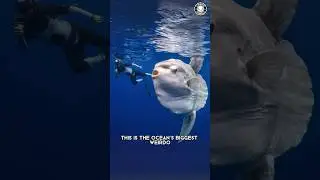 Sunfish 🐠 The GIGANTIC Fish with No Tail!