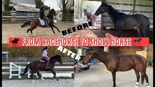 OTTB TRANSFORMATION: From Racehorse to Show Horse (Conditioning the Young Thoroughbred)