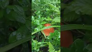подосиновик мой)