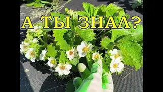 КЛУБНИКА после ЗАМОРОЗКОВ: подмерзла или нет? Спасаем кусты, первая помощь 🍓🍓🍓