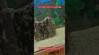 Тестируем новую приманку  в аквариуме 🐠🐠🐠