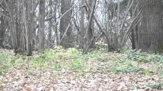 Оздоровительная прогулка по осеннему лесопарку.