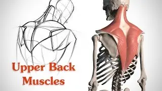 How to Draw the Upper Back Muscles - Anatomy and Motion