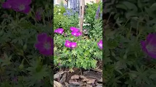 ТОП МНОГОЛЕТНИХ РАСТЕНИЙ