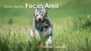 Choosing the Best Focus Area on your Sony Alpha Camera