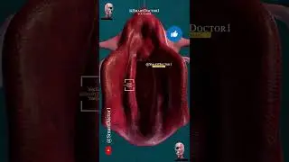 A journey deep into the uterus through the vagina. ♀️