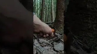 МОЛОДОЙ ЕЛЬНИК НАЧАЛ РАЗДАВАТЬ БЕЛОНОЖКОВЫЕ ПОДОСИНОВИКИ! РАНЬШЕ ИХ ТУТ НЕ БЫЛО.