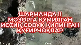 ШАРМАНДА ! МОЗОРГА КЎМИЛГАН ИССИҚ СОВУҚ ҚИЛИНГАН ҚЎҒИРЧОҚЛАР !