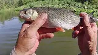 Рыбалка в жару.  Попал на стоянку бойких голавлей. Вода прибыла , застрял на лодке под мостом .