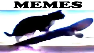 memes that made the cat skate