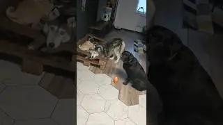 Женское коварство