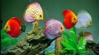 #Дискус в 250 л #аквариуме. Diskus im 250l Aquarium .Discus Planted Tank.Содержание, кормление.