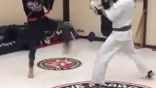 Мощная работа с тренажёром Fight Belt от band4power