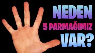 Neden 5 Parmağımız Var? Neden 4 veya 6 Değil?