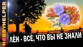 ЛЁН и ЛЬНЯНОЕ СЕМЯ - в чём польза для здоровья? История, факты и научные исследования.