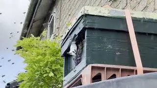 Honey Bee Swarm Arrival   17th July 2024