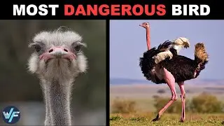 Ostrich - The Biggest and Most Dangerous Bird on Earth