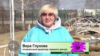 Правила весенней обрезки гортензий - рекомендации от Садового центра Веры Глуховой.