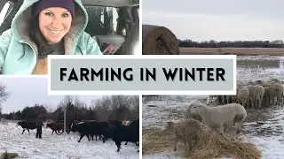 Caring for SHEEP & CATTLE in the Winter | Learn About Farming