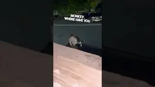 Her cat brought her home an awesome gift 😂