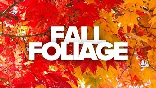 Josh's Weather Academy: Autumn leaves, when they peak, and why they come to be