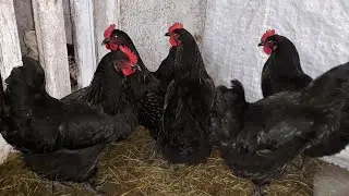 НАШЛИ КЛАДку ПОД ПОЛОМ САРАЯ!!!🤤